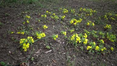 视频滑块裸子植物精子敖德萨努姆短暂的花黄色的樱草野生罕见的视图红色的书乌克兰<strong>视频拍摄</strong>滑块